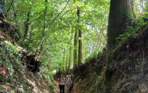 Champeaux ( la Cantache )